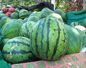 吃瓜群众看西瓜图片,吃瓜群众眼中的西瓜盛宴