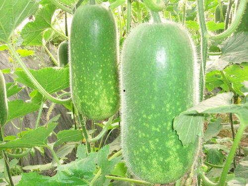 311吃瓜,网络舆论的狂欢与反思