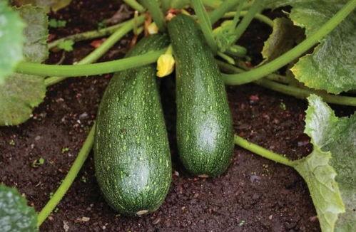 吃完中药可以吃瓜吗,中药与瓜果同食的注意事项