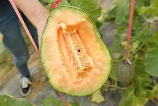 木斤瓜怎么吃,解锁美味新体验