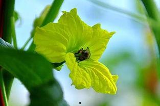 花伞吃瓜,花伞下的夏日吃瓜盛宴