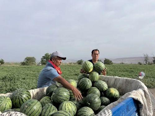 吃瓜漳州理工,揭秘校园里的“吃瓜”趣事