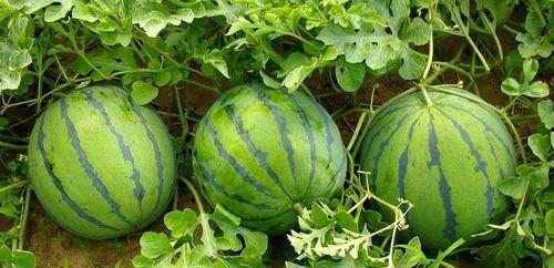 吃瓜是吃西瓜吗还是东瓜,吃瓜究竟是指西瓜还是东瓜?